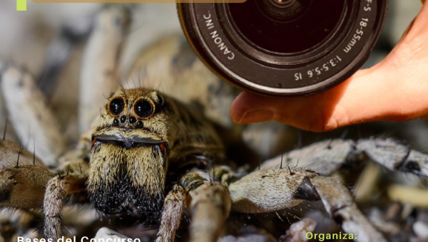 IV Edición del Concurso de Fotografía Escolar Medioambiental “Insectos y otros animales pequeños en el Pardillo”