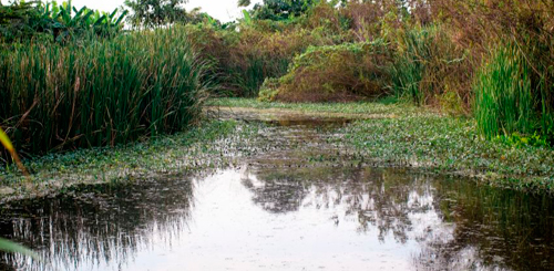 Juego patológico (CRIDJ)