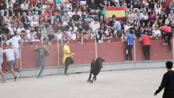 Gran éxito de la suelta de vaquillas previa a fiestas en Villanueva del Pardillo