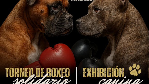 Torneo de boxeo solidario y exhibición canina “Un día de perros” en Villanueva del Pardillo