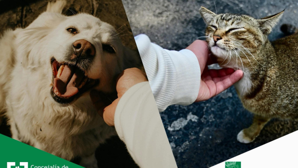 Cuidado animal en el hogar: nuestras mascotas y su bienestar emocional