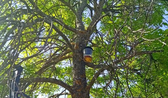 Villanueva del Pardillo refuerza la campaña de trampeo contra las avispas