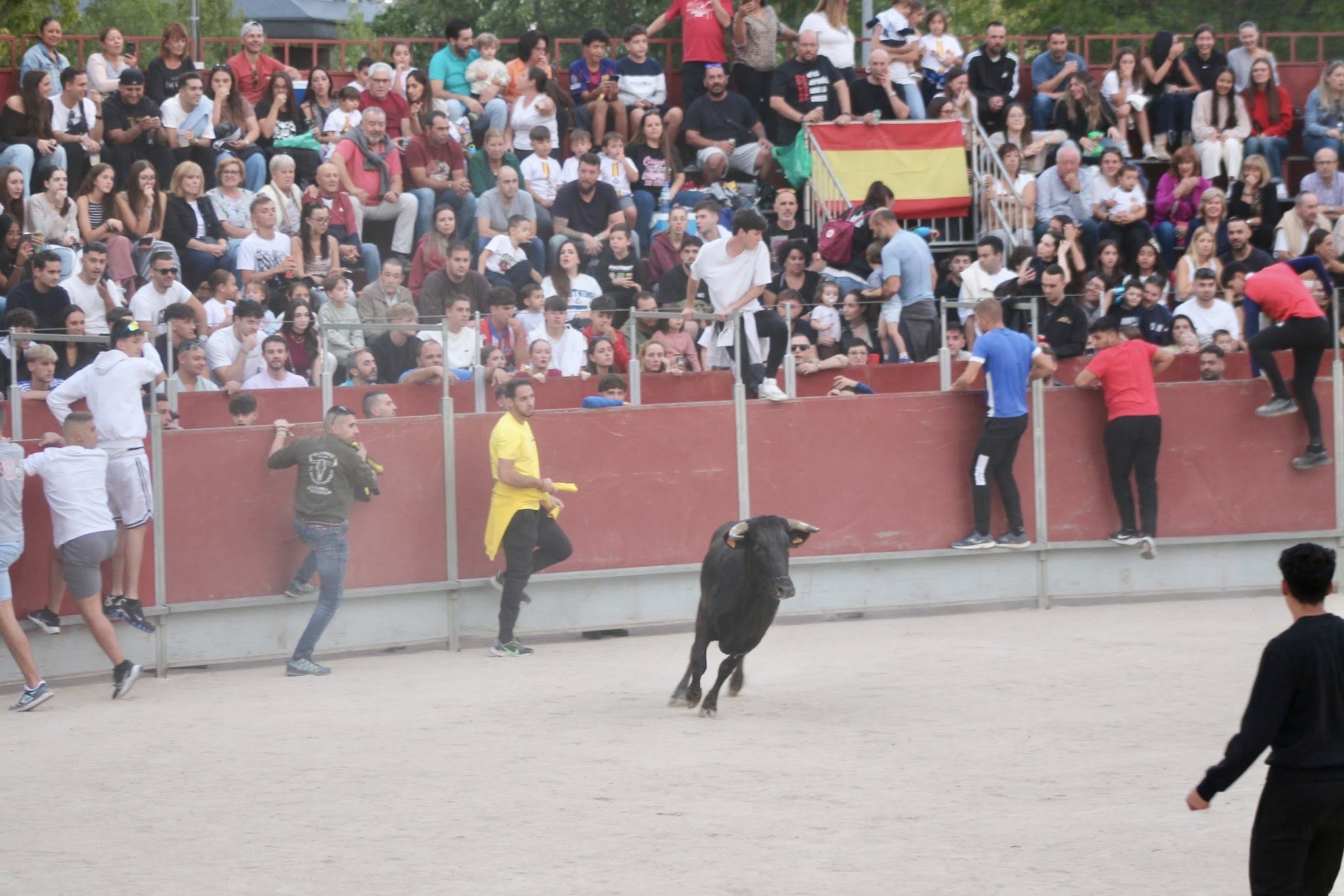 Gran éxito de la suelta de vaquillas previa a fiestas en Villanueva del Pardillo