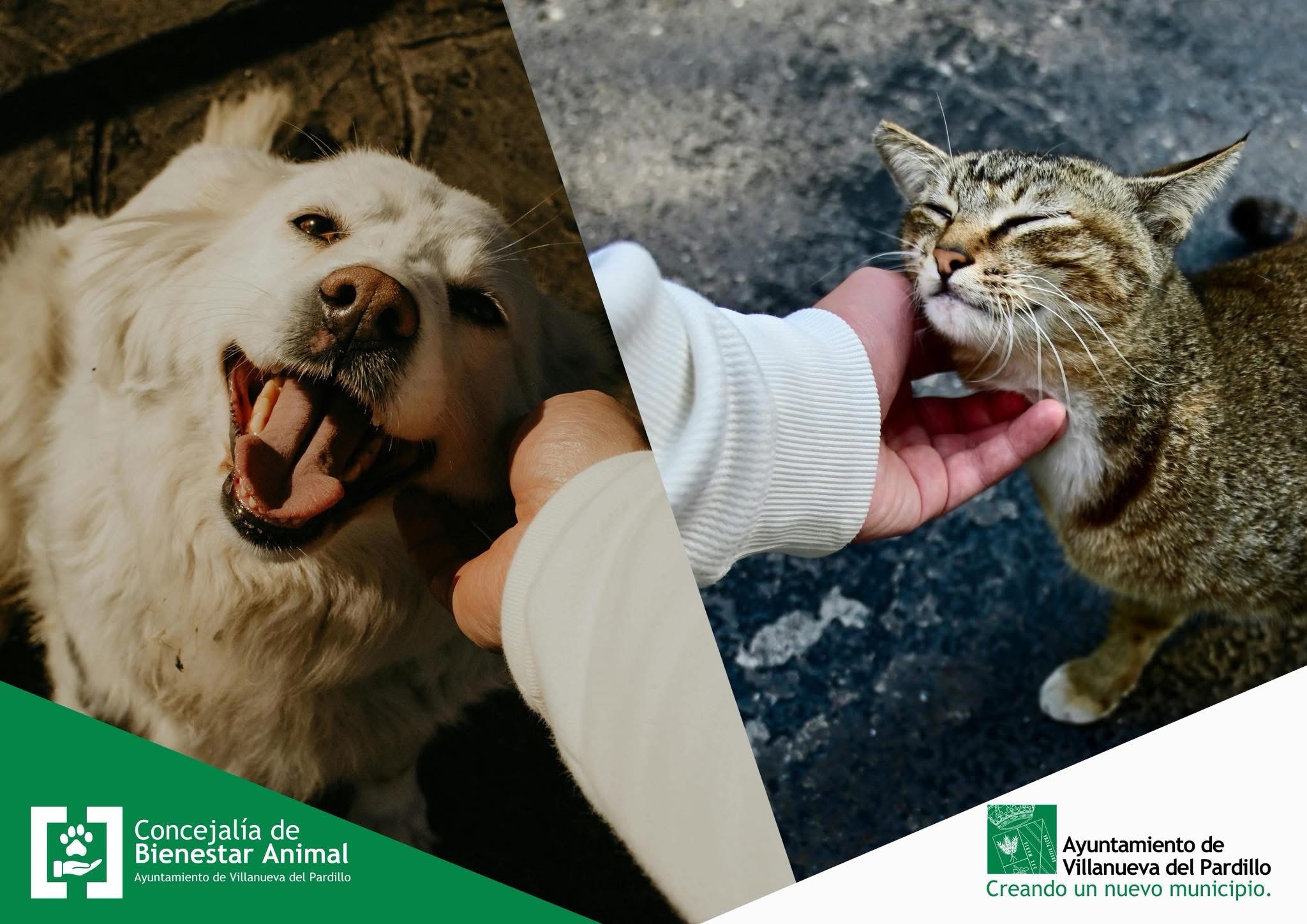 Cuidado animal en el hogar: nuestras mascotas y su bienestar emocional